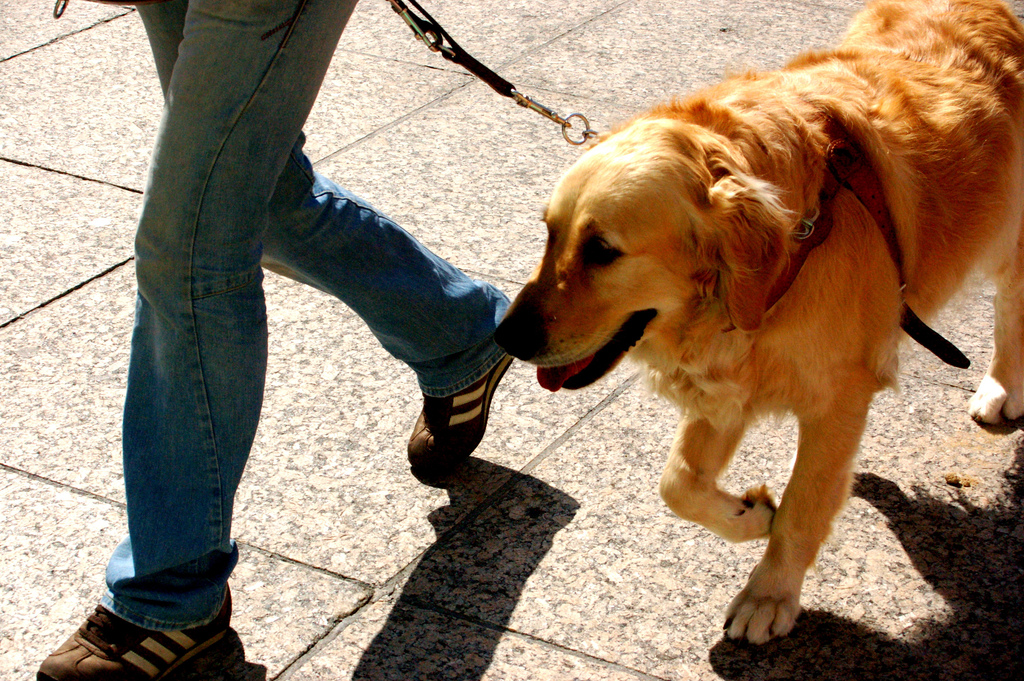 Los animales de servicio, como los perros guía, está permitidos a bordo de los barcos de crucero siempre que se informe durante la reserva.