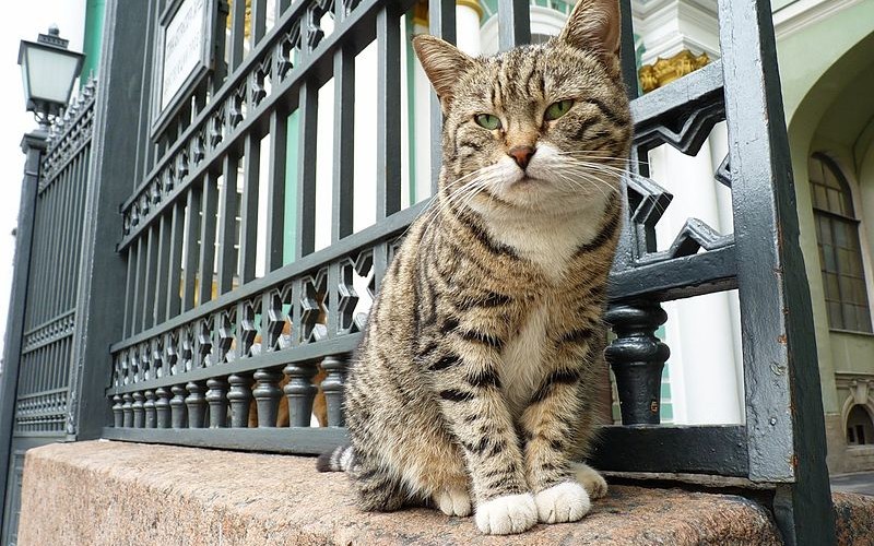 Escala de crucero en San Petersburgo: los gatos del Hermitage, los guardianes más felinos de la cultura